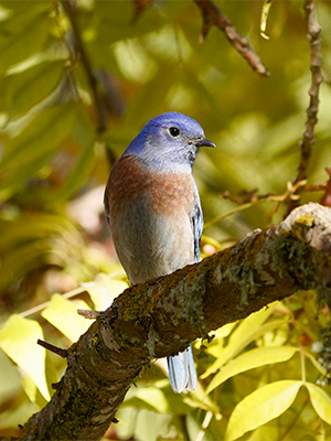 A stock photograph of a bluebird.